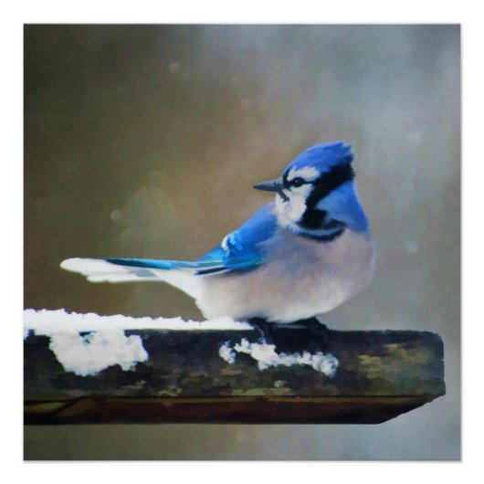 Blue Jay Painting - Original Bird Art Poster (Vorderseite)