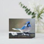 Blue Jay Painting - Original Bird Art Postkarte (Stehend Vorderseite)