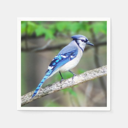 Blue Jay Paper Napkin Serviette (Vorderseite)