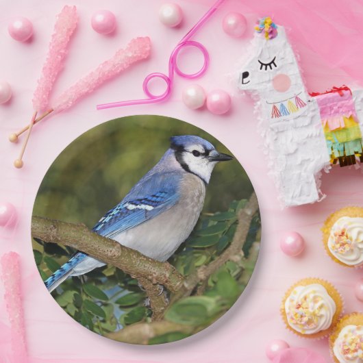 Blue Jay Paper Teller (Party)