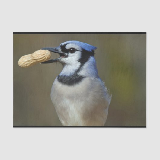 Blue Jay Peanut Seidenpapier (Vorderseite)