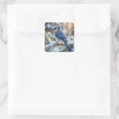 Blue Jay Perched On a Snowy Pine  Quadratischer Aufkleber (Tasche)