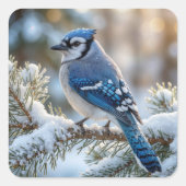 Blue Jay Perched On a Snowy Pine Quadratischer Aufkleber (Vorderseite)