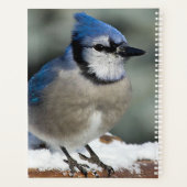 Blue Jay Planer (Rückseite)