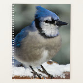 Blue Jay Planer (Vorderseite)