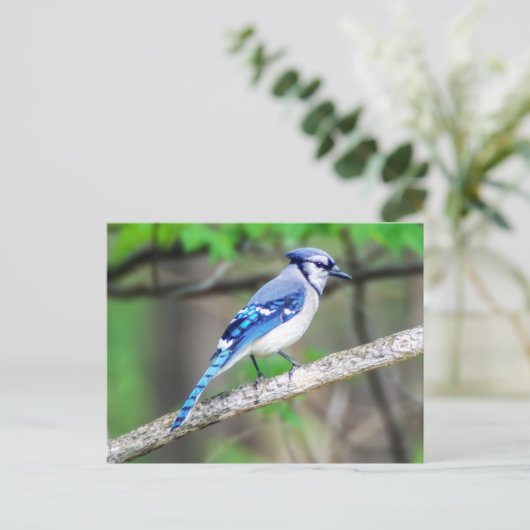 Blue Jay Postcard Postkarte (Stehend Vorderseite)