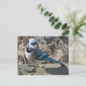 Blue Jay Postcard Postkarte (Stehend Vorderseite)