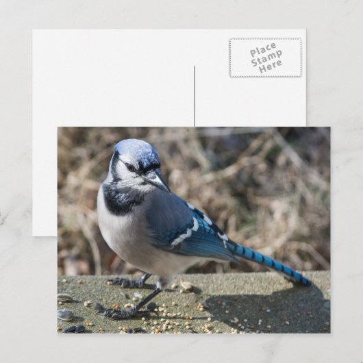 Blue Jay Postcard Postkarte (Vorne/Hinten)