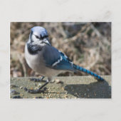 Blue Jay Postcard Postkarte (Vorderseite)
