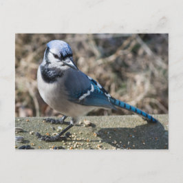 Blue Jay Postcard Postkarte