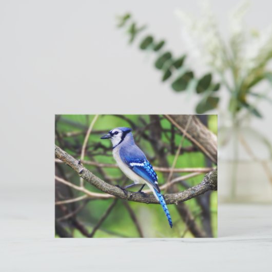Blue Jay Postcard Postkarte (Stehend Vorderseite)