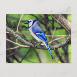 Blue Jay Postcard Postkarte