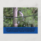 Blue Jay Postcard Postkarte (Vorderseite)