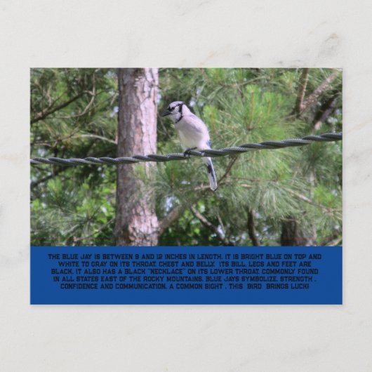 Blue Jay Postcard Postkarte (Vorderseite)