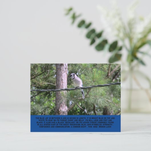 Blue Jay Postcard Postkarte (Stehend Vorderseite)