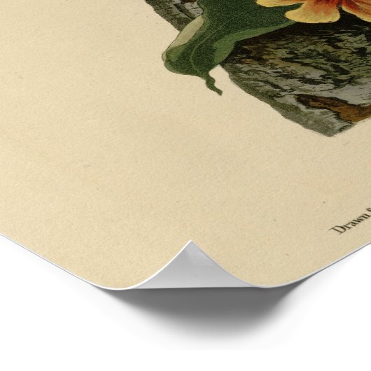 Blue Jay Poster (Ecke)