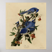Blue Jay Poster (Vorne)