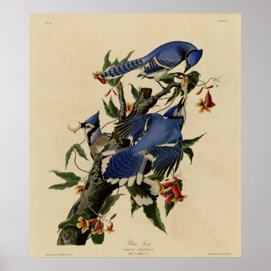 Blue Jay Poster (Vorne)