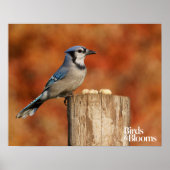 Blue Jay Poster (Vorne)