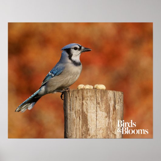 Blue Jay Poster (Vorne)