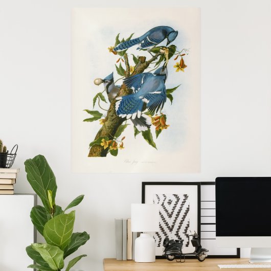 Blue Jay Poster (Heimbüro)