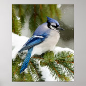 Blue Jay Poster (Vorne)