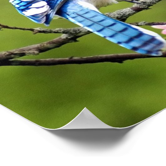 Blue Jay Poster (Ecke)