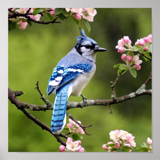 Blue Jay Poster (Vorne)
