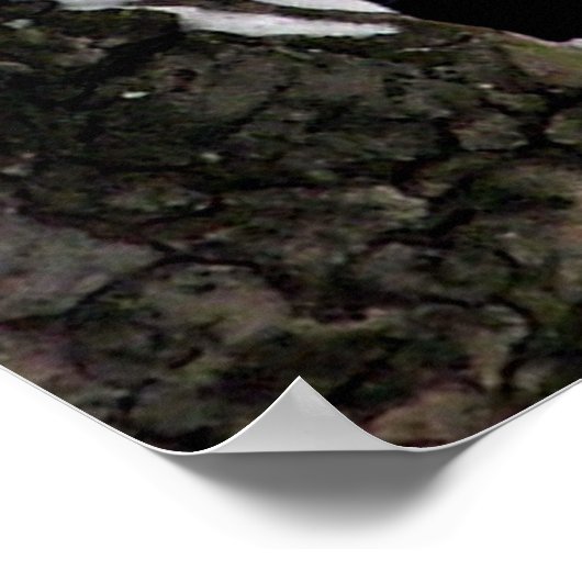 Blue Jay Poster / Print (Ecke)