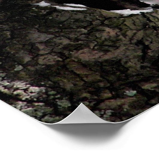 Blue Jay Poster / Print (Ecke)