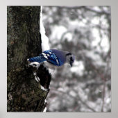 Blue Jay Poster / Print (Vorne)