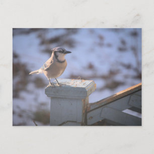 Blue Jay Postkarte