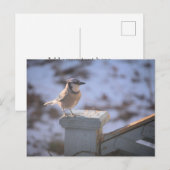 Blue Jay Postkarte (Vorne/Hinten)