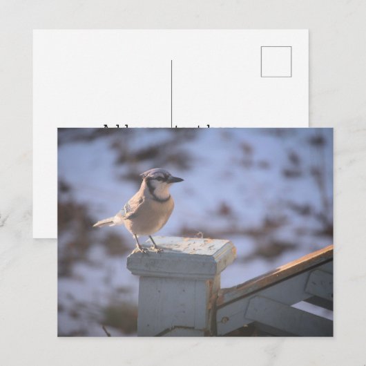 Blue Jay Postkarte (Vorne/Hinten)