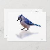 Blue Jay Postkarte (Vorne/Hinten)