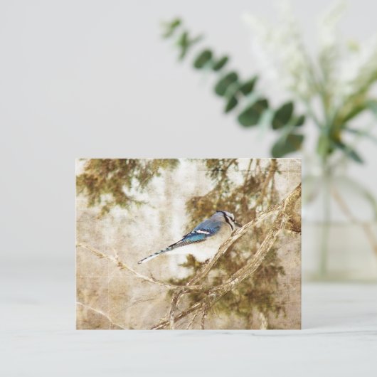 Blue Jay Postkarte (Stehend Vorderseite)