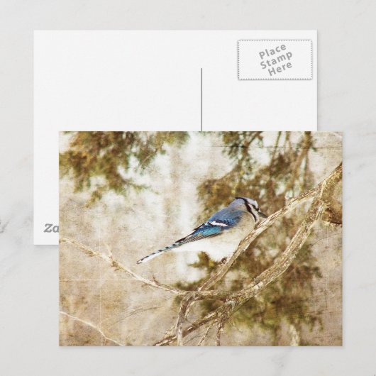 Blue Jay Postkarte (Vorne/Hinten)