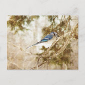 Blue Jay Postkarte (Vorderseite)