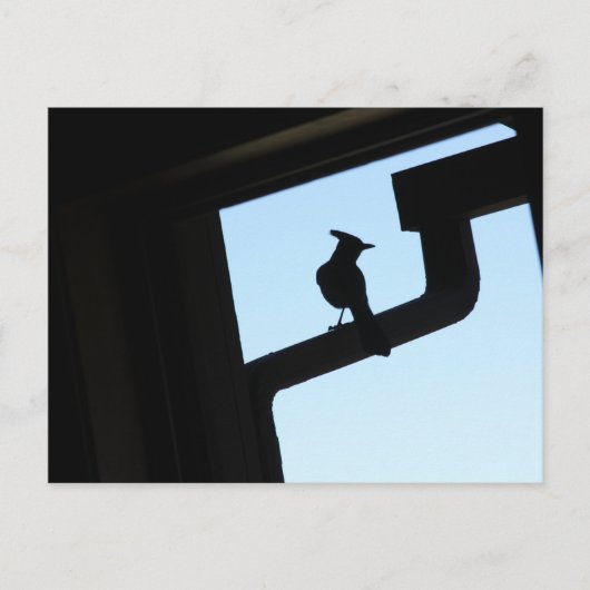 Blue Jay Postkarte (Vorderseite)
