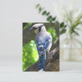 Blue Jay Postkarte (Stehend Vorderseite)