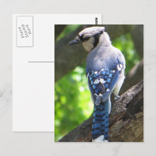 Blue Jay Postkarte (Vorne/Hinten)