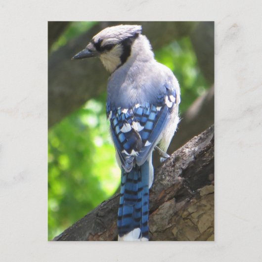 Blue Jay Postkarte (Vorderseite)