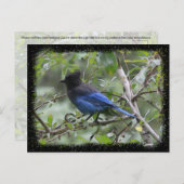 Blue Jay - Postkarte (Vorne/Hinten)
