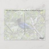 Blue Jay - Postkarte (Rückseite)