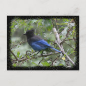 Blue Jay - Postkarte (Vorderseite)