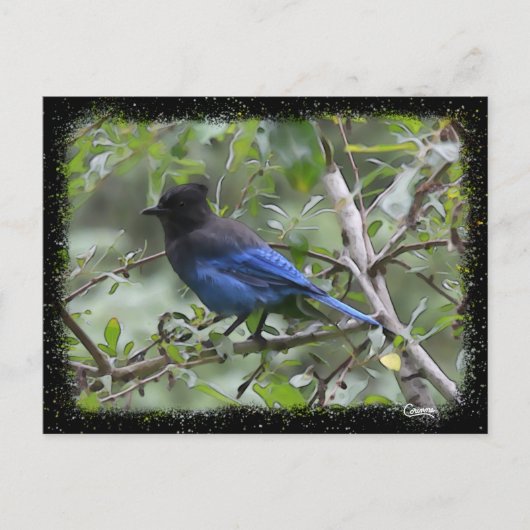 Blue Jay - Postkarte (Vorderseite)