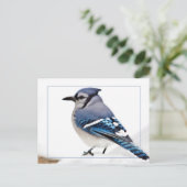 Blue Jay Postkarte (Stehend Vorderseite)