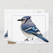 Blue Jay Postkarte (Vorne/Hinten)