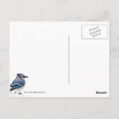 Blue Jay Postkarte (Rückseite)