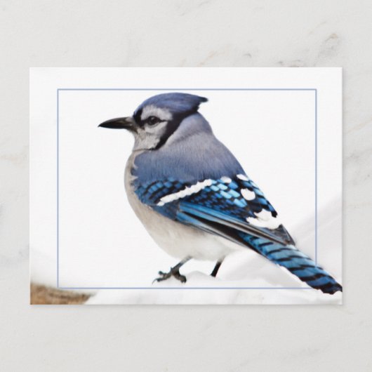 Blue Jay Postkarte (Vorderseite)